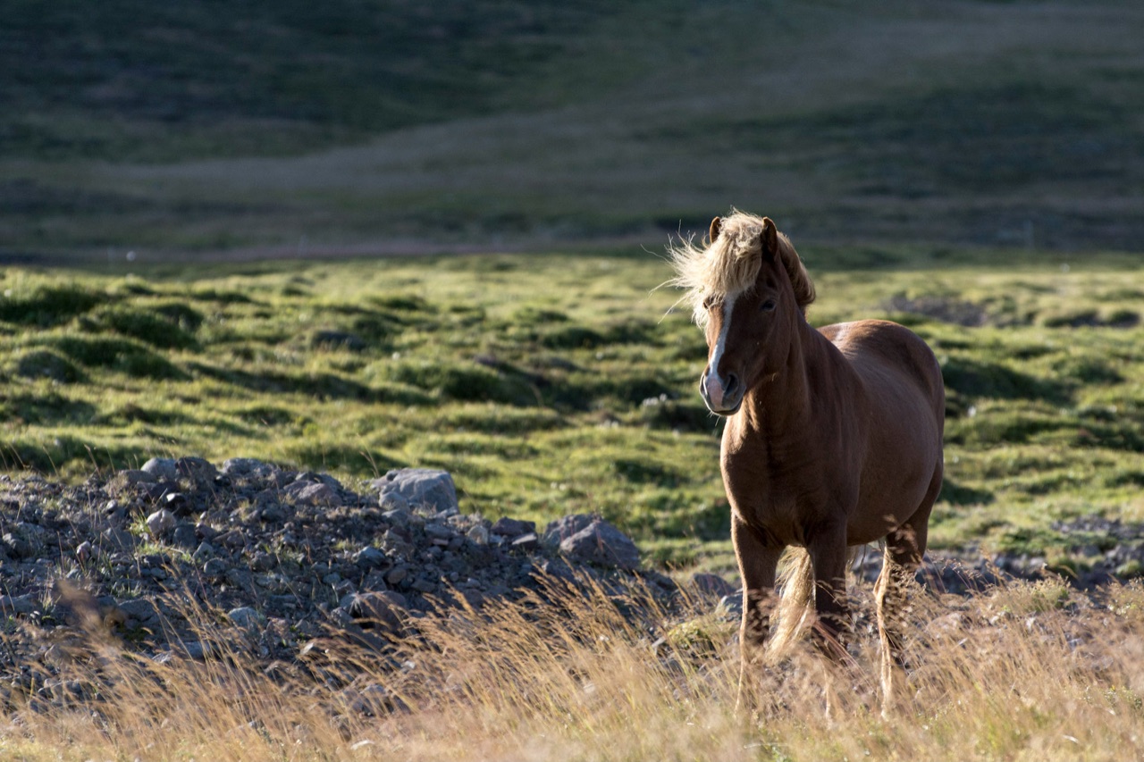 Icelandic horse — photograph by Alessandro Caroli